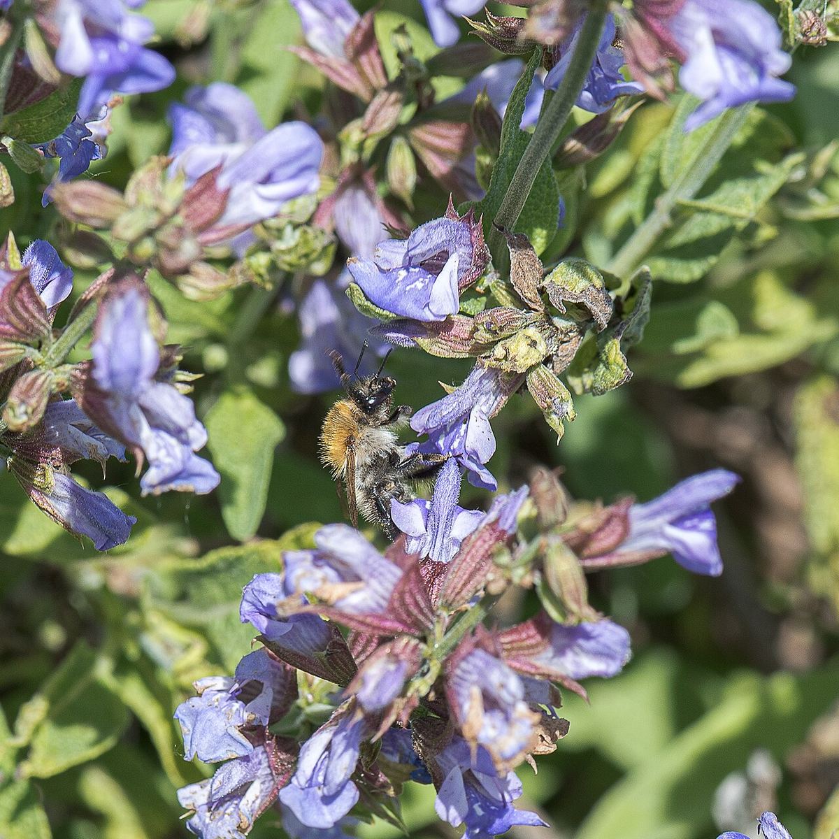 Salvia officinalis (salvie de grădină) înflorită, cu o albină bondar pe floare, într-un pârâu uscat din Germania.
