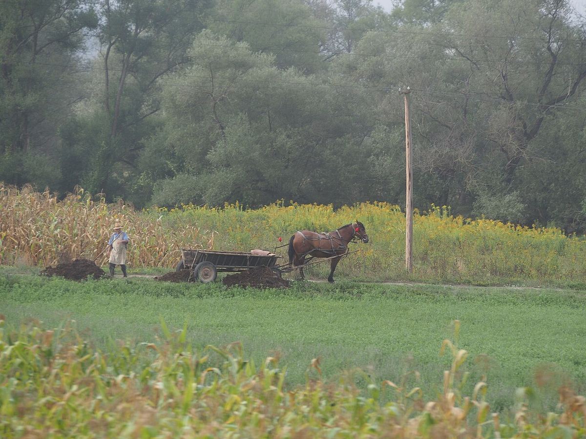 Fermier care lucrează câmpul cu un cal, lângă un lan de porumb