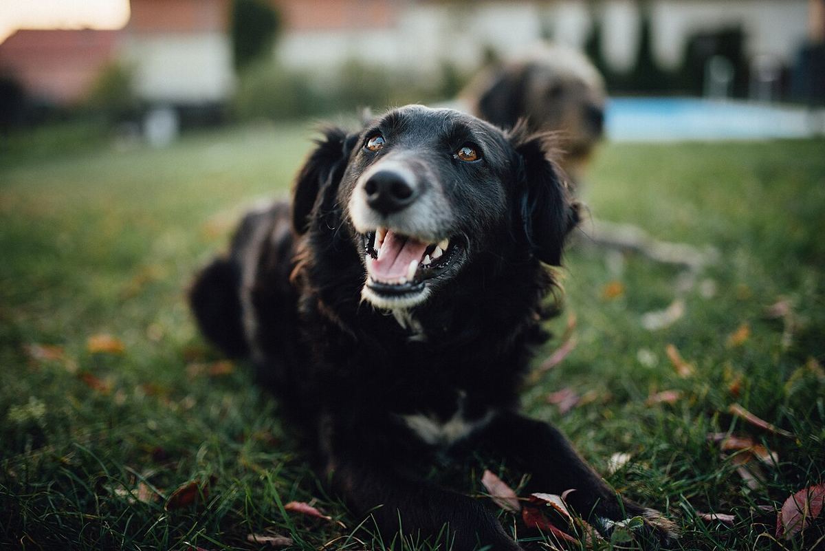 Un câine negru stând pe jos afară, toamna, în fața unui fundal cu frunze căzute.