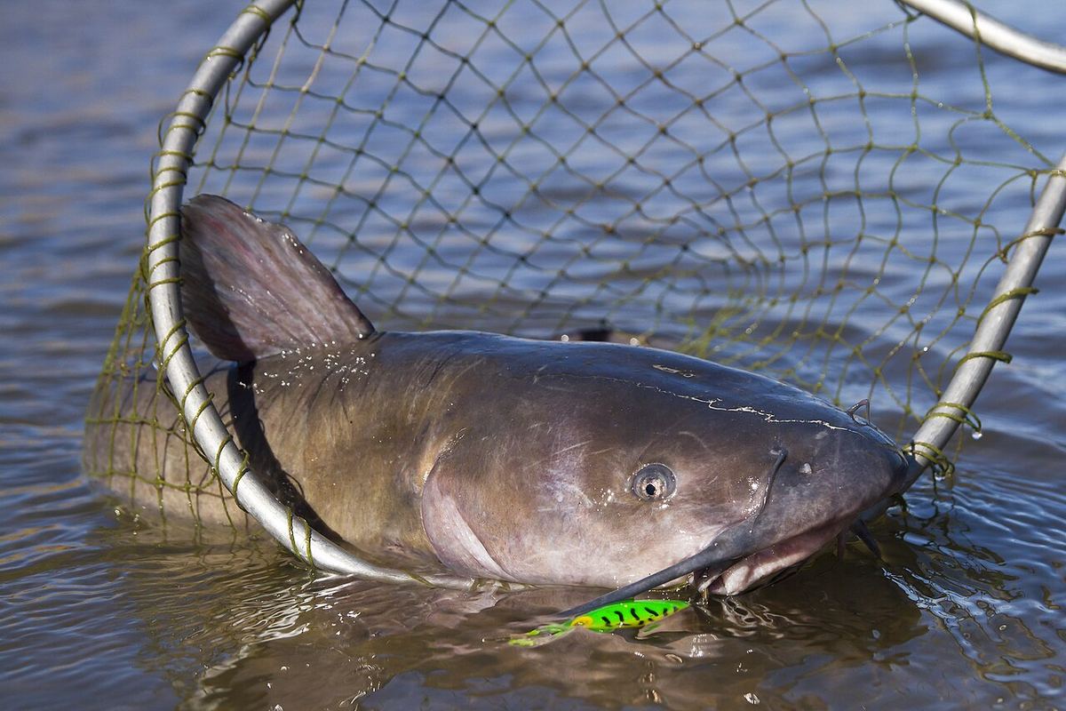 Un somn-de-canal mare (Ictalurus punctatus) aflat într-o plasă de pescuit, scos din apă de un pescar.