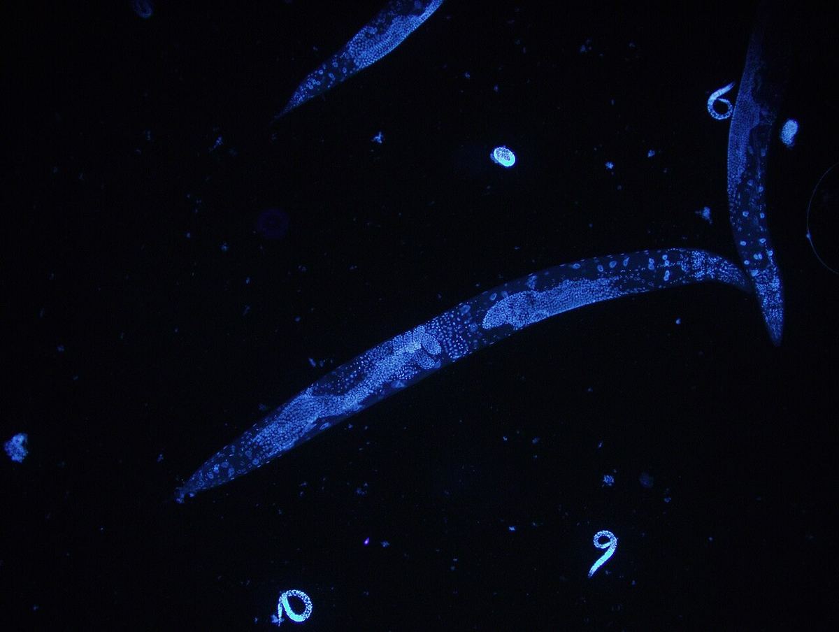 Caenorhabditis elegans, un vierme microscopic nematod, colorat cu DAPI pentru a evidenția nucleii celulelor.
