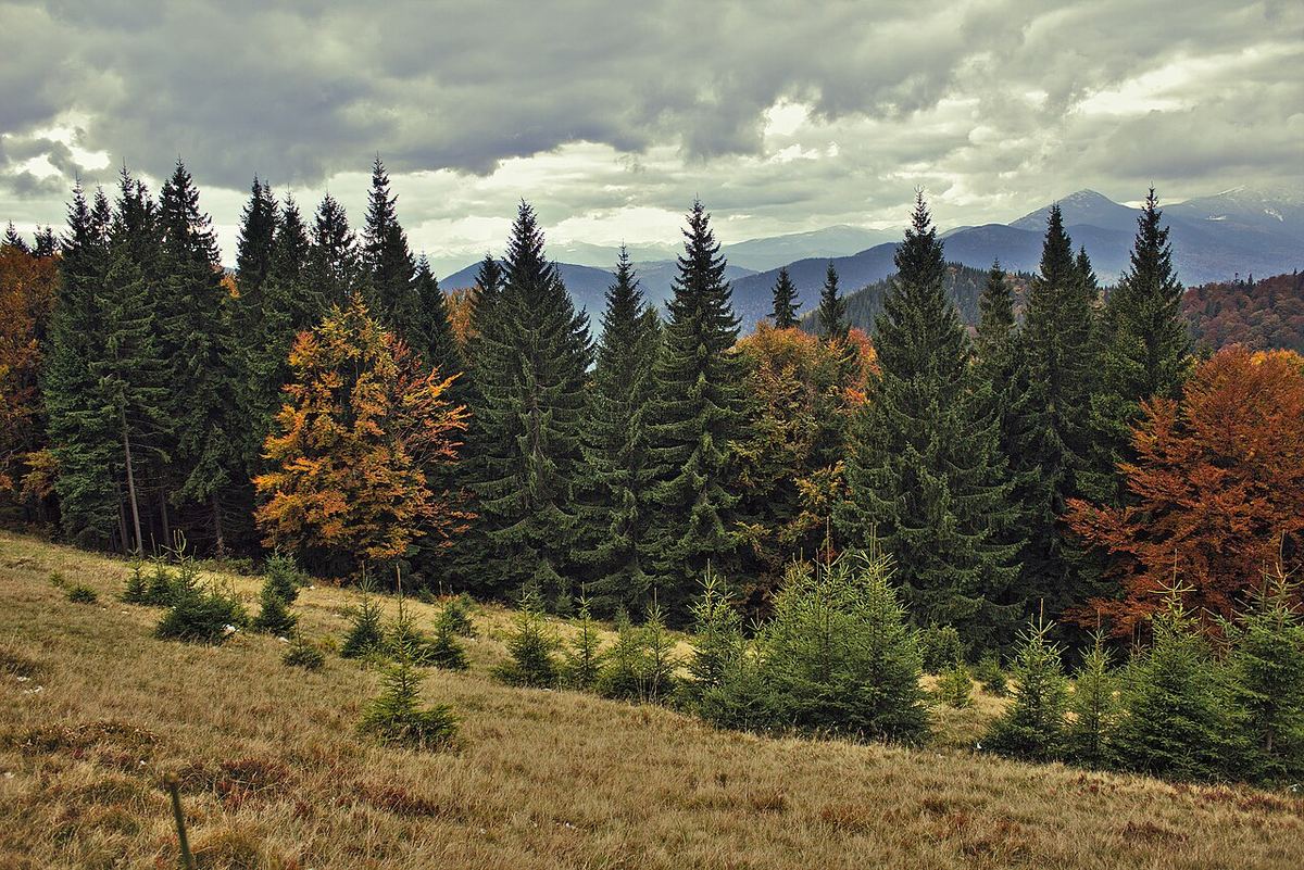 Peisaj montan cu pădure de foioase, copaci în tonuri de toamnă și nori pe cer, imagine ilustrativă pentru prognoza meteo.