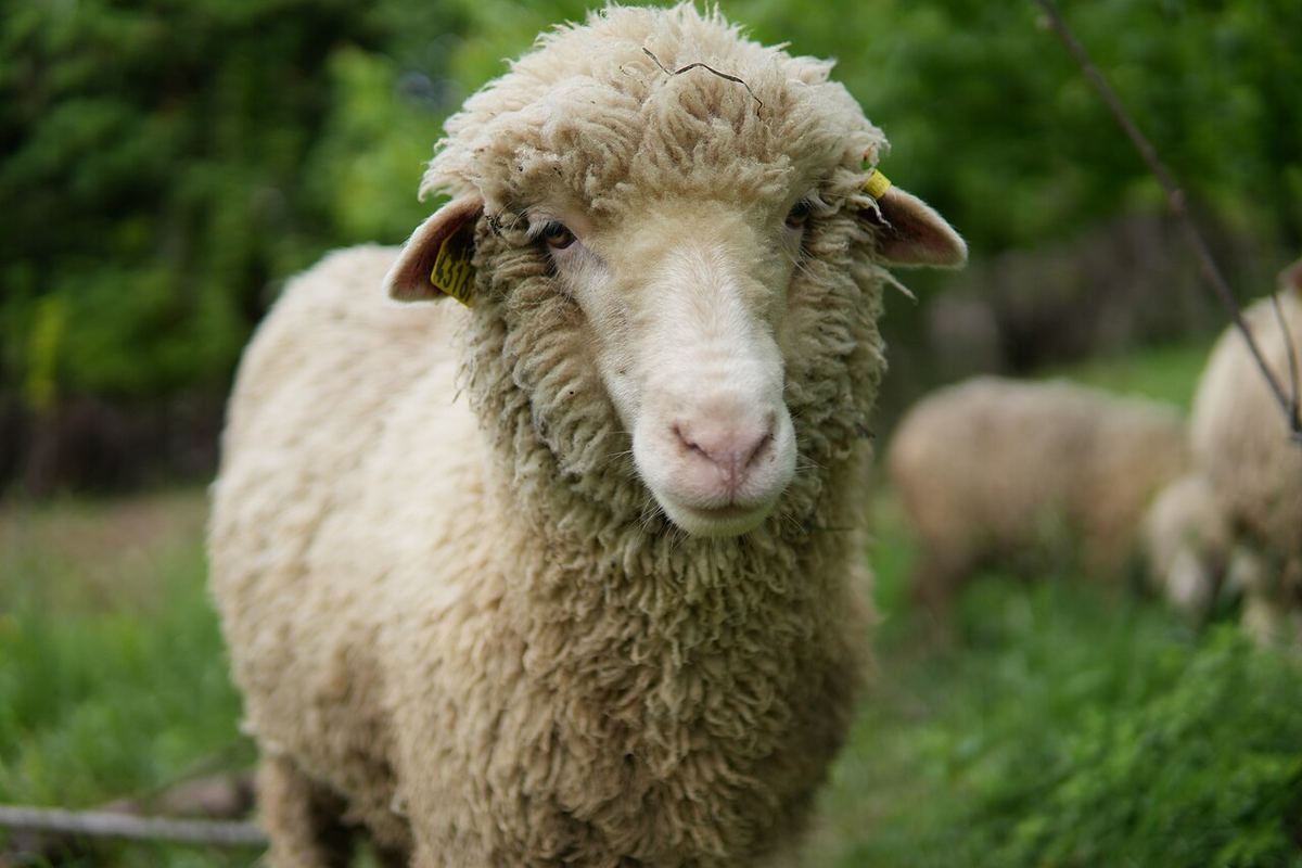 Oaie adultă de rasă merinos, imagine ilustrativă pentru vaccinarea oilor și caprelor în România.