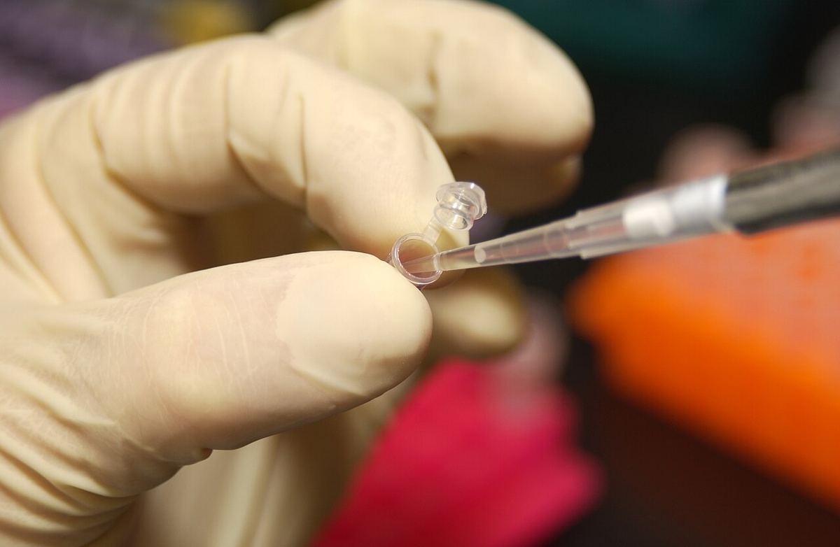 Mână cu mănușă de laborator folosind o pipetă pentru a prelua ADN dintr-un tub mic de test, ilustrativ pentru testarea genetică.