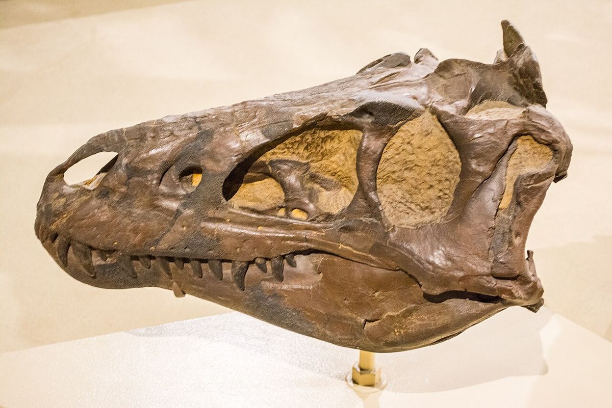 Replică a craniului de Nanotyrannus expusă la Muzeul de Istorie Naturală din Cleveland, Ohio, Statele Unite.