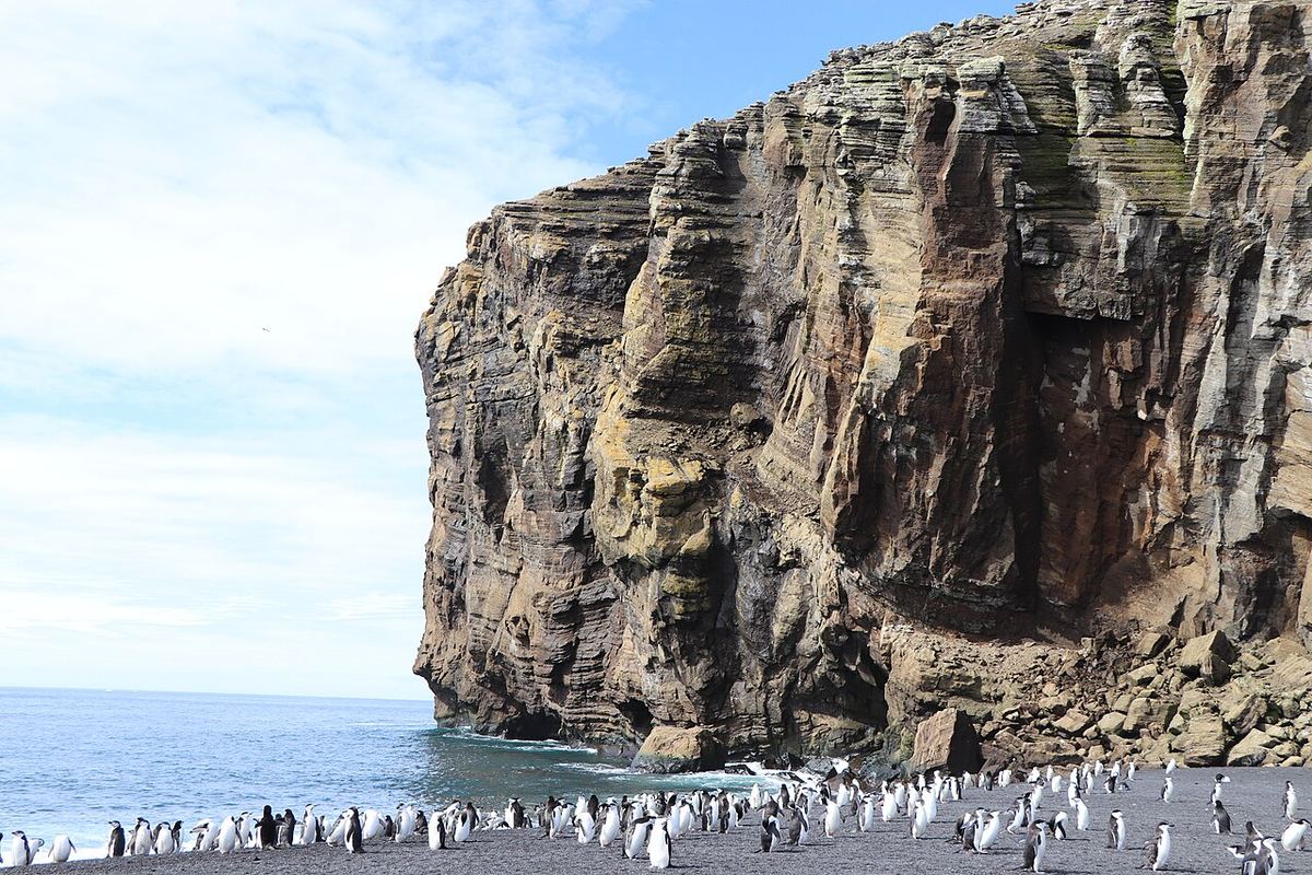 Colonie de pinguini cu bărbie pe plaja de nisip vulcanic de pe Insula Deception, Antarctica, lângă stânci abrupte.
