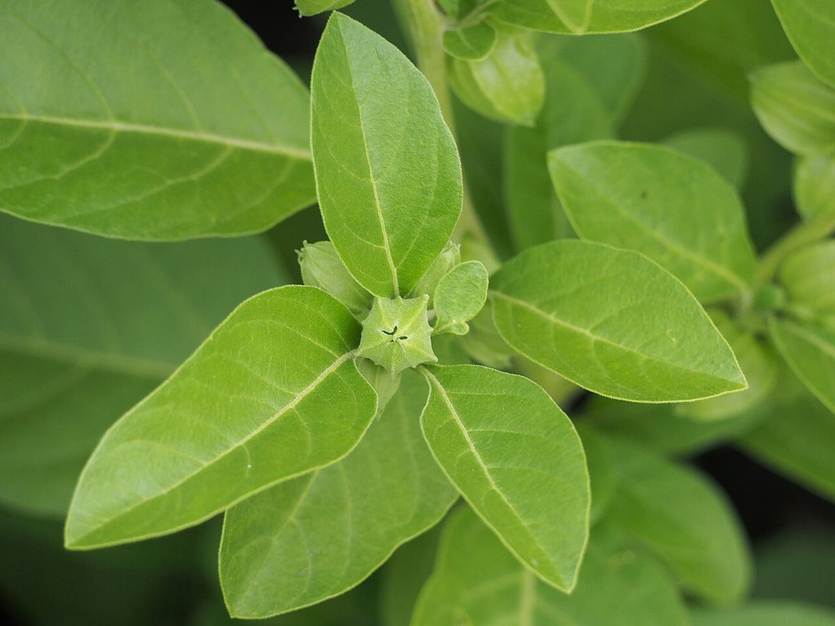 Fructe de ashwagandha (Withania somnifera), cunoscută și ca vișină de iarnă, cultivată în Grădina Botanică a Universității din Wrocław, Polonia.