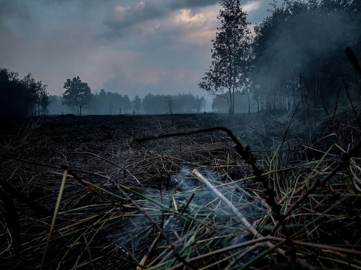 Incendii în pădurea de turbă din Borneo, Indonezia.
