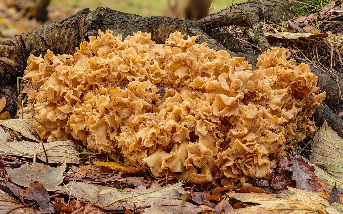 Ciuperca Sparassis crispa, cu lobi ondulați, într-un habitat natural, fotografiată ca imagine de ansamblu din mai multe cadre.