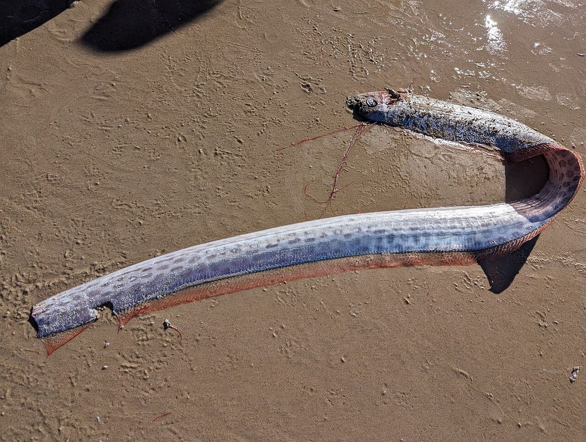 Un pește-vâslă gigant (Regalecus glesne), cu corp argintiu și lung, fotografiat în Australia.