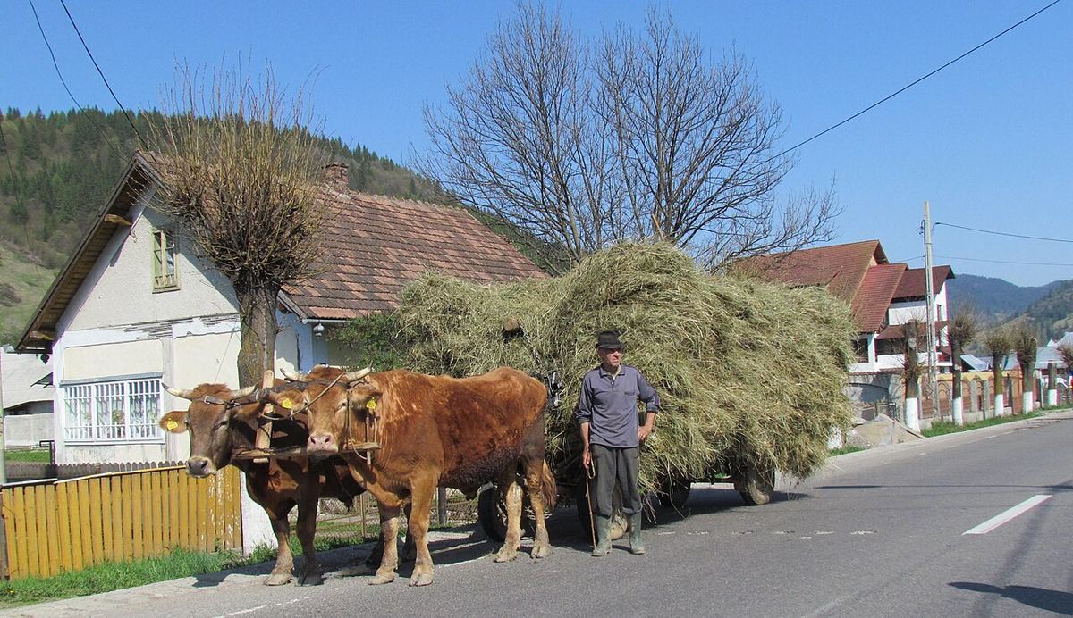 Un atelaj de boi de rasă Bruna de Maramureș, înhămați, în România.