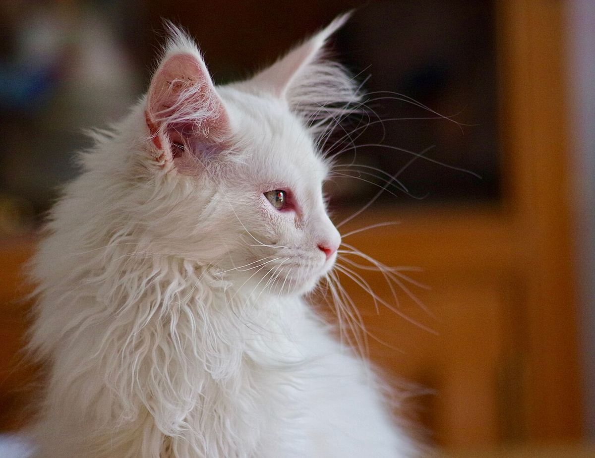 Pui de pisică Maine Coon albă, femelă, de aproximativ 3 luni, fotografiată în prim-plan.