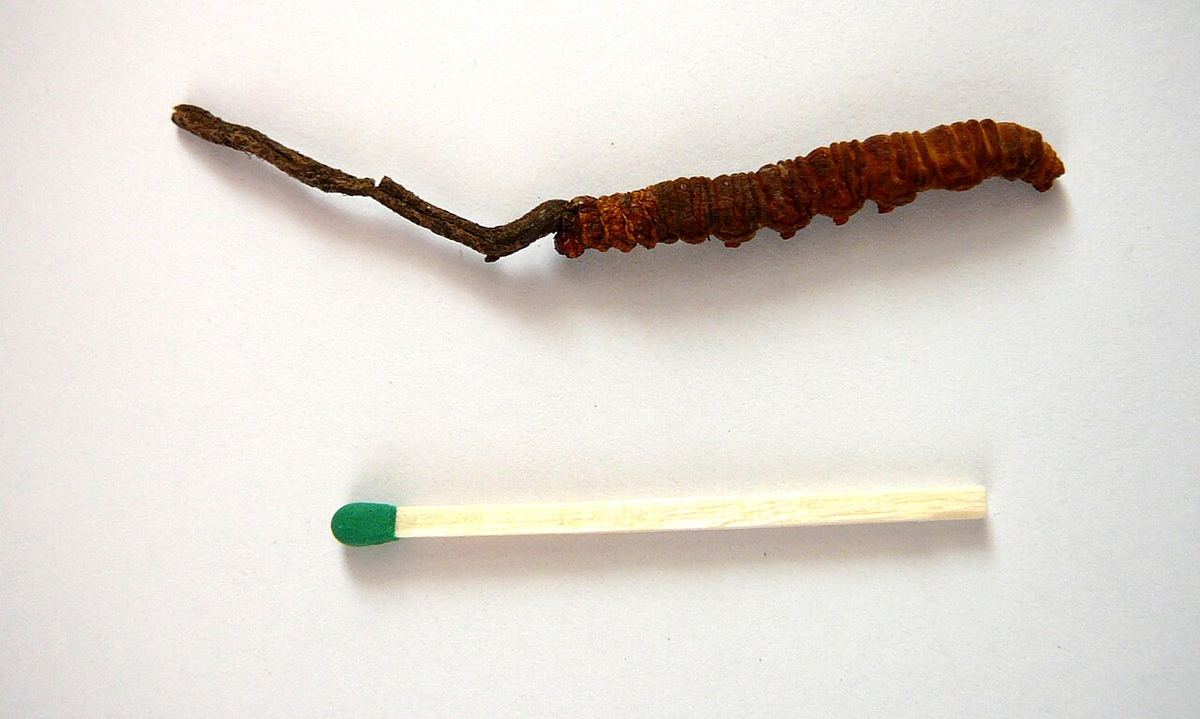 Exemplar uscat de yarsagumba (Cordyceps sinensis), lângă un chibrit pentru comparație de mărime.
