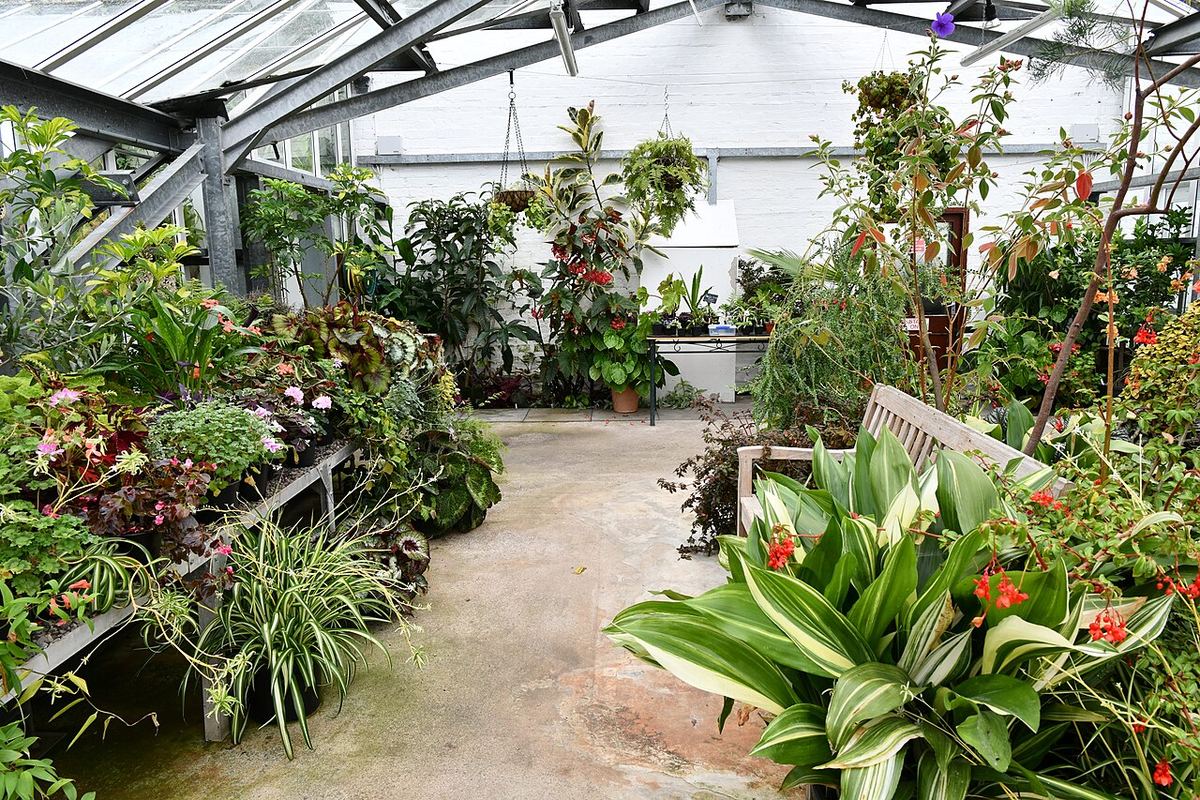 Plante variate într-o seră de la Threave Gardens, fotografiate în interior.