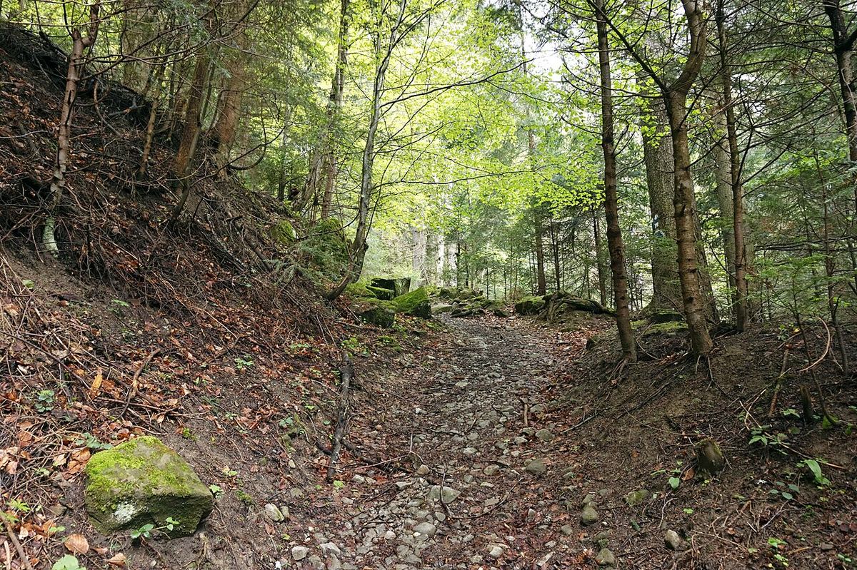 Un traseu turistic printre copaci într-o pădure de munte, ilustrație generică pentru o zonă montană din România.