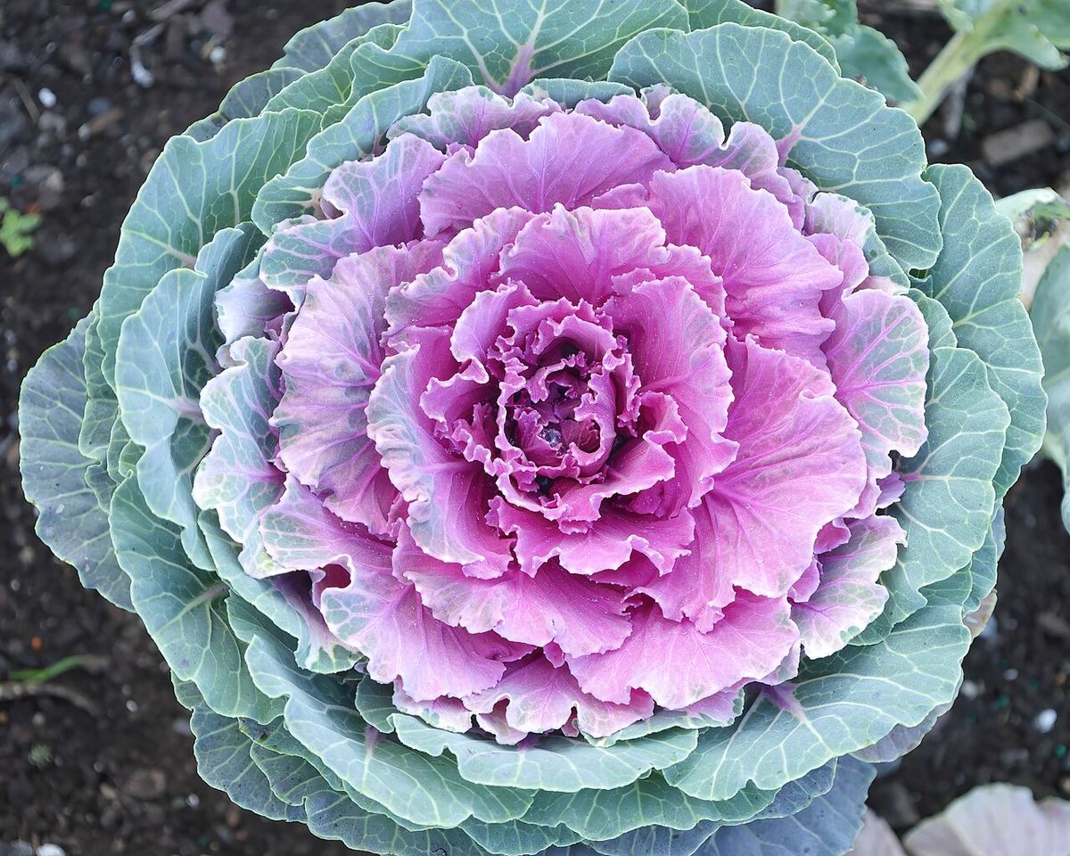 Varză decorativă (Brassica oleracea 'Pigeon Red') în grădina botanică Roger-Van den Hende, Université Laval.