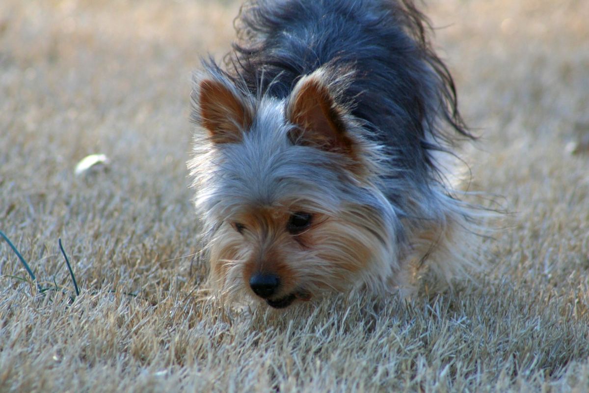 Un Yorkshire Terrier cu blana maro și neagră, fotografiat din față.