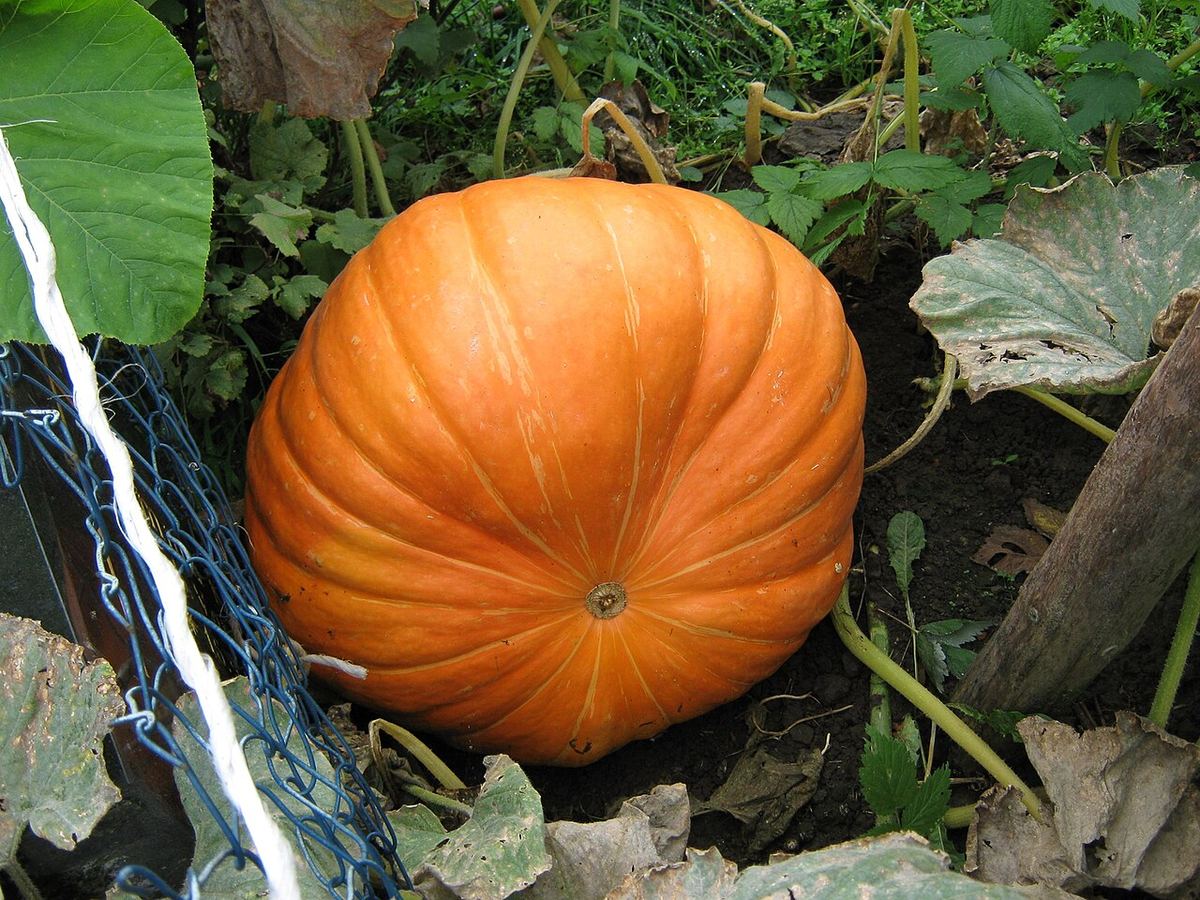 Dovleac portocaliu uriaș crescut într-o grădină, printre frunze mari și vegetație verde. Imagine ilustrativă.