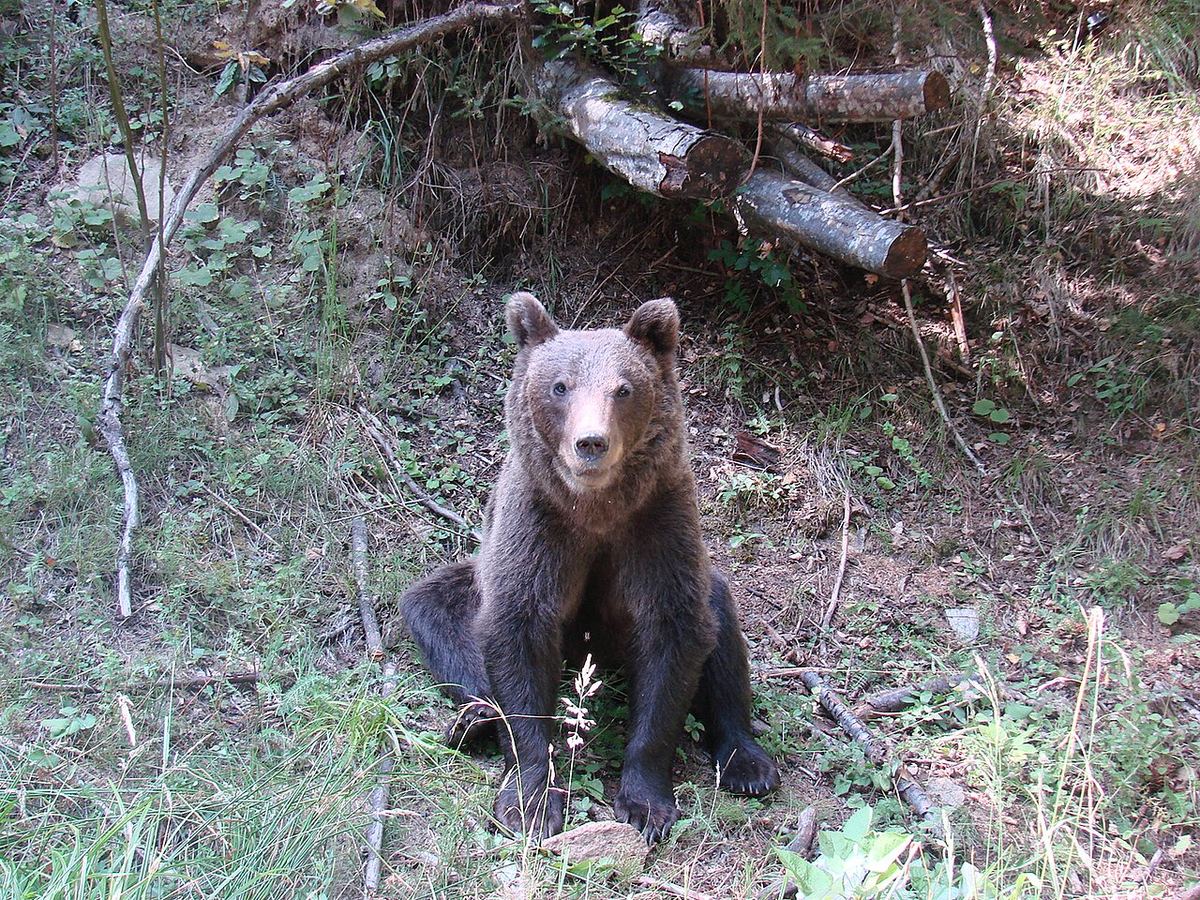 Urs brun într-o pădure din Transilvania