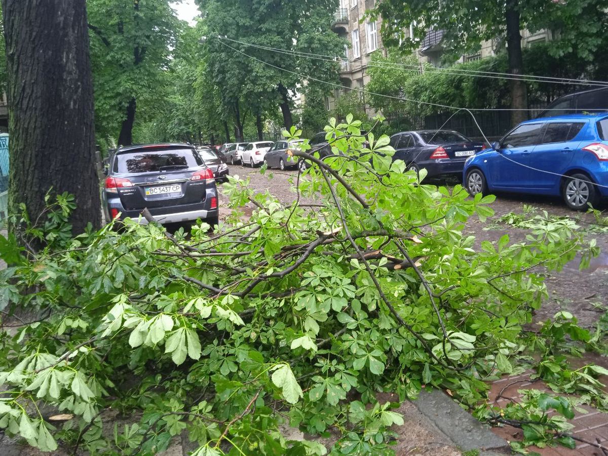 Crengi rupte de vânt căzute peste o stradă cu mașini parcate