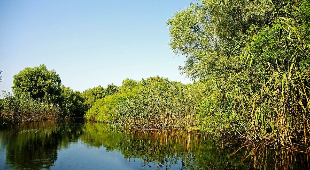 Canale de apă și stufăriș în Delta Dunării, cu vegetație densă de-a lungul malului sub cer senin.