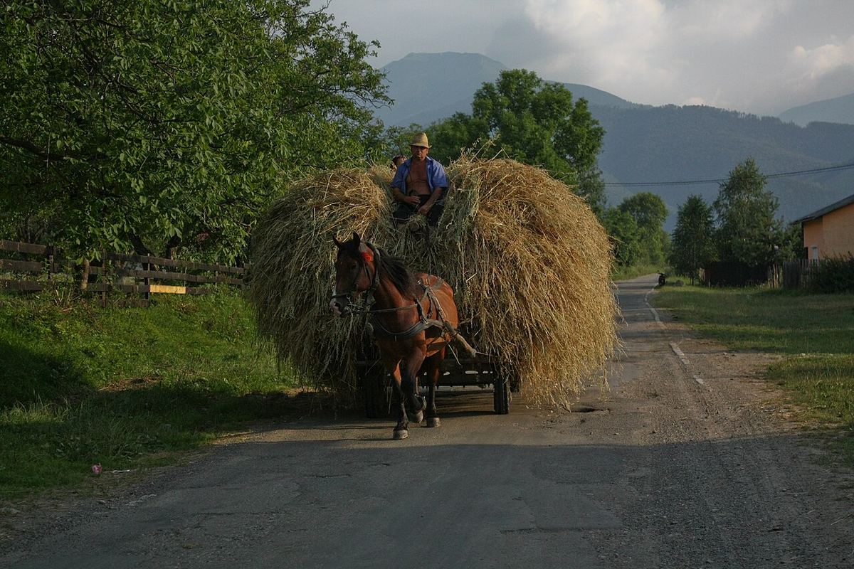 Căruță trasă de cai, încărcată cu fân, în localitatea Dejani, județul Brașov, România.