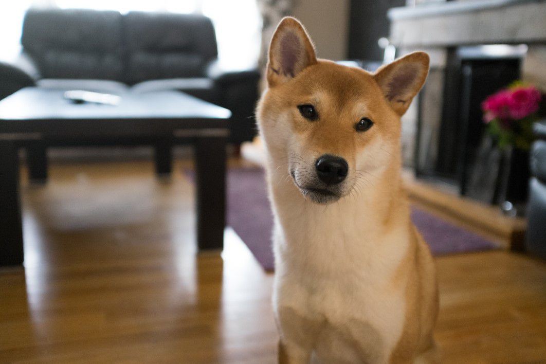 Un câine Shiba Inu stă într-o cameră de zi, cu o canapea și o masă de cafea în fundal.