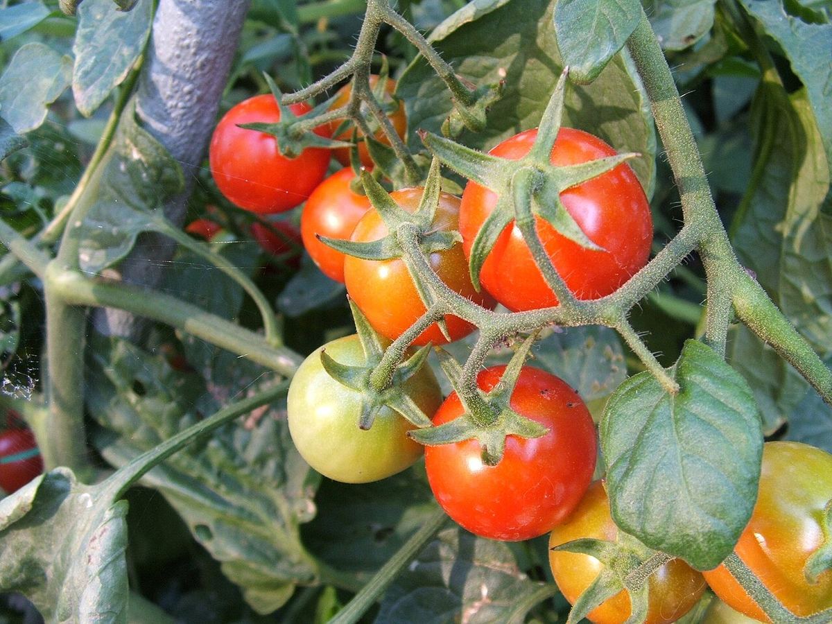Roșii cherry mici crescând pe tufă, văzute din apropiere, cu frunze verzi în fundal.