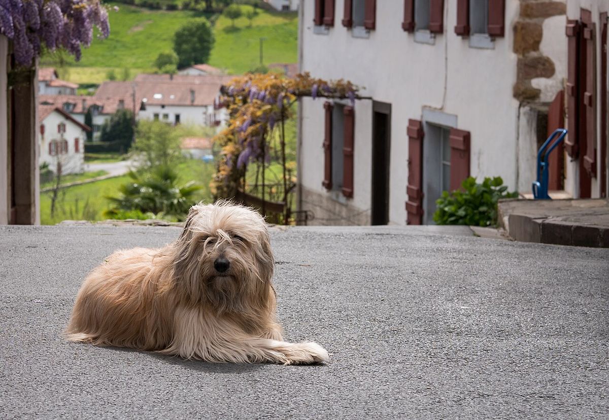 Un câine ciobănesc catalan, fotografiat în localitatea Sara, din Țara Bascilor, Franța.
